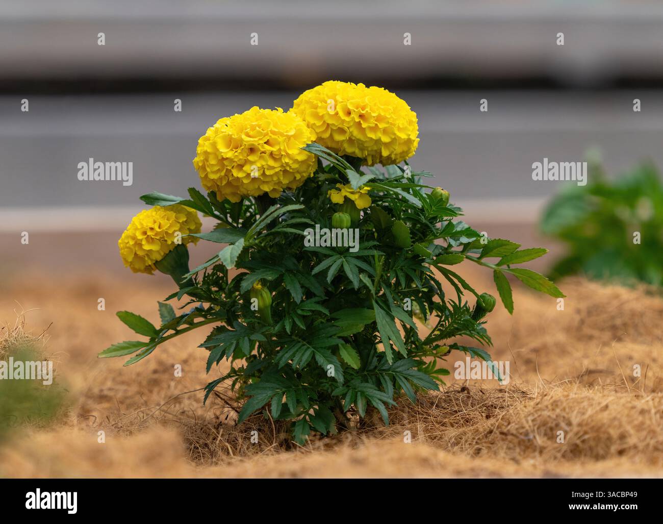 Una pianta gialla di Marigold con fiori gialli in fiore piantata in un'aiuola piena di pacciame di paglia. Foto Stock