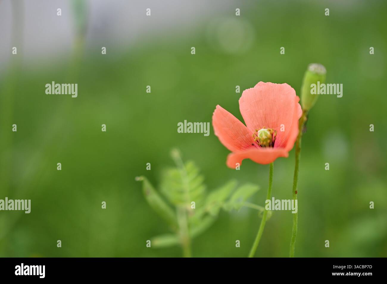 semplicità in natura Foto Stock