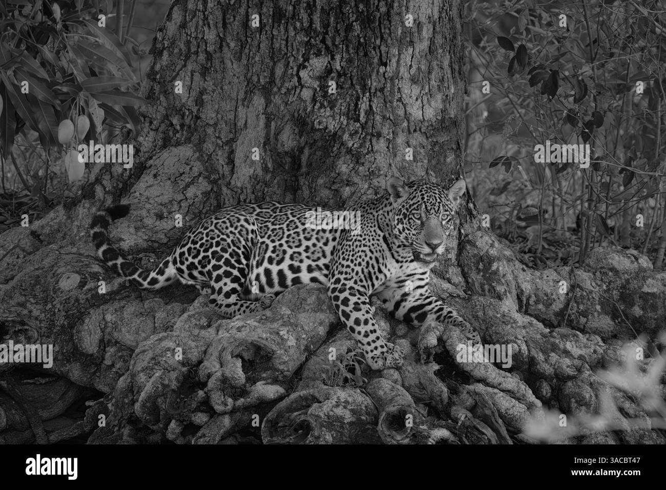 Immagine in bianco e nero di un giaguaro alla base di un grande albero di mango nel pantanal Foto Stock