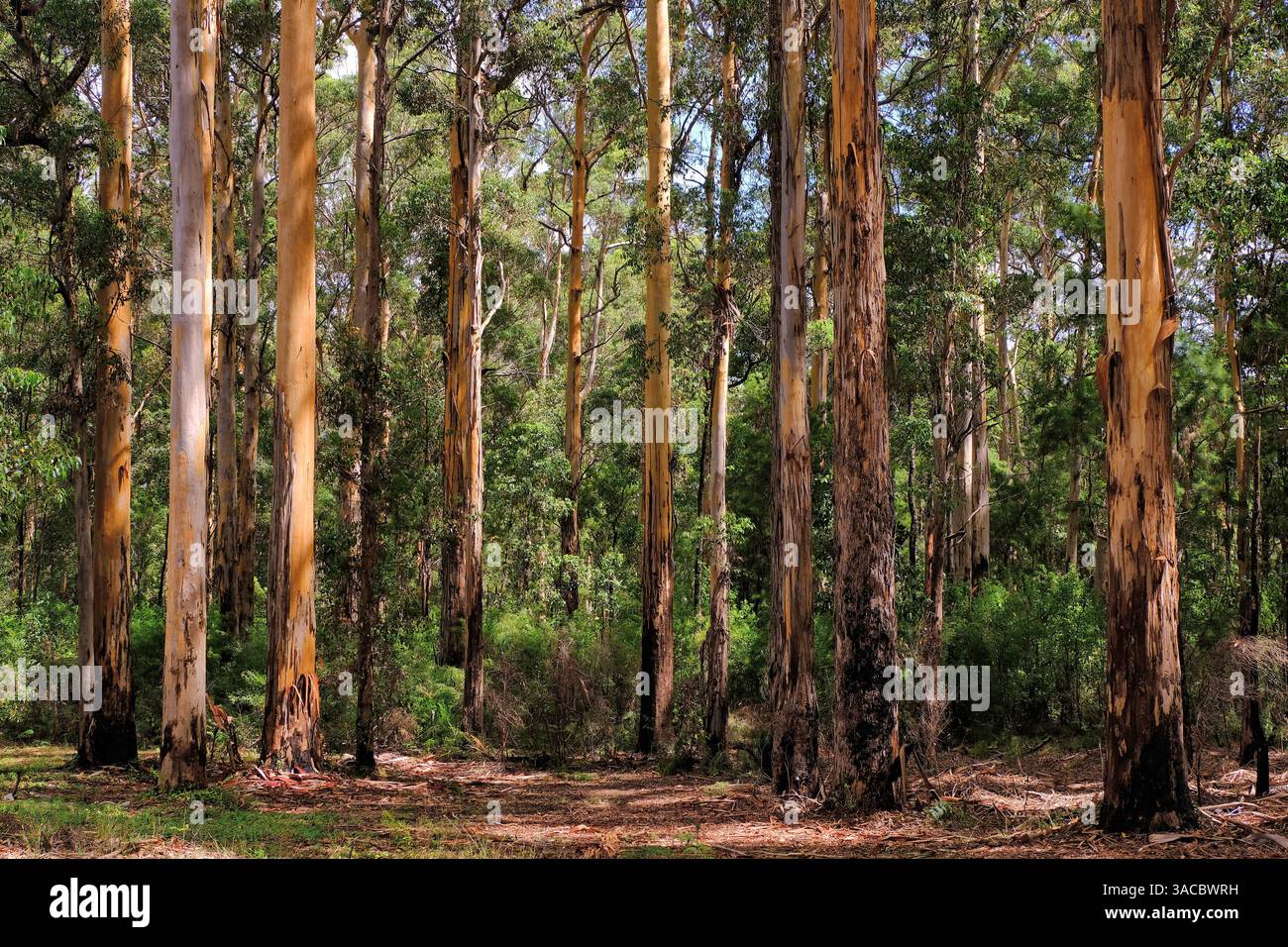 Pemberton: Alti alberi carri (Eucalyptus diversicolor) con corteccia d'arancia nel Gloucester National Park, Pemberton, Australia occidentale Foto Stock