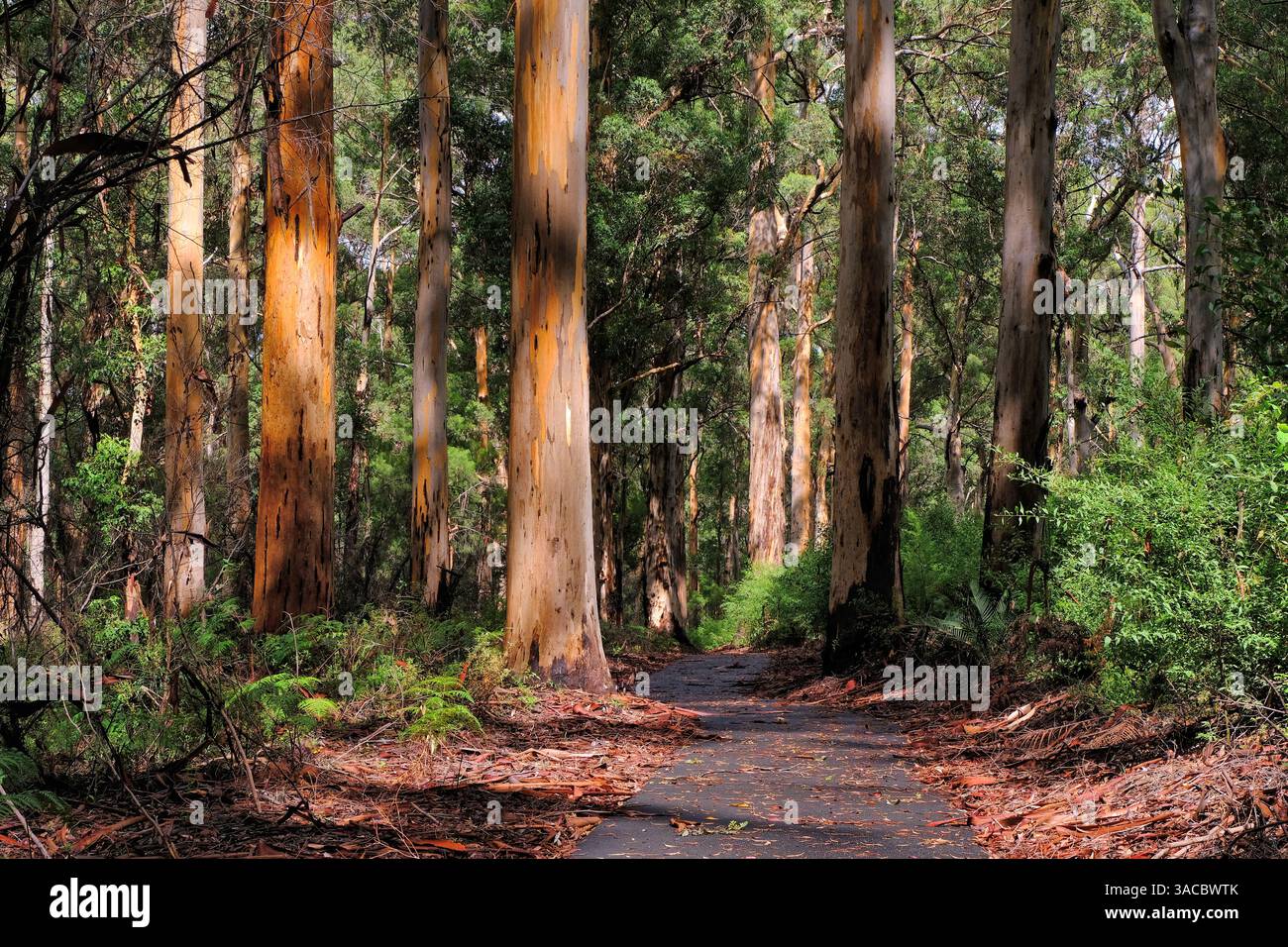 Pemberton: Alti alberi carri (Eucalyptus diversicolor) con corteccia d'arancia nel Gloucester National Park, Pemberton, Australia occidentale Foto Stock