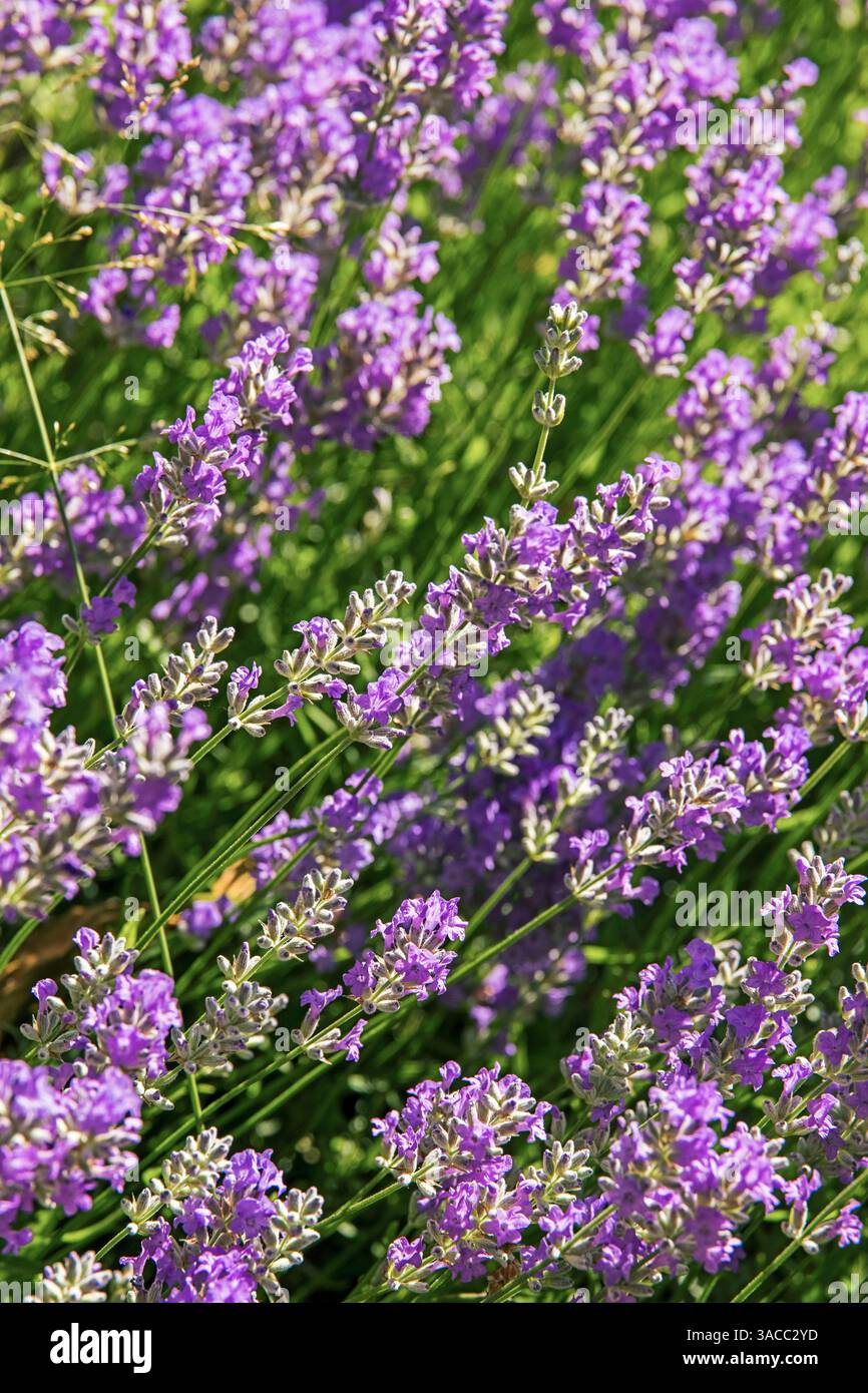 La lavanda fiorisce durante il sole estivo Foto Stock