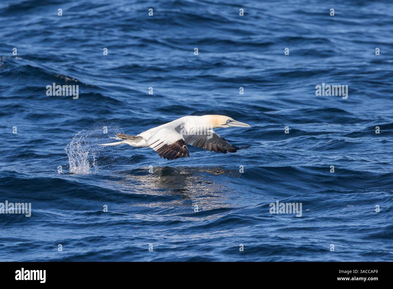 Gannet [ Morus bassanus ] decolla dalla superficie del mare Foto Stock