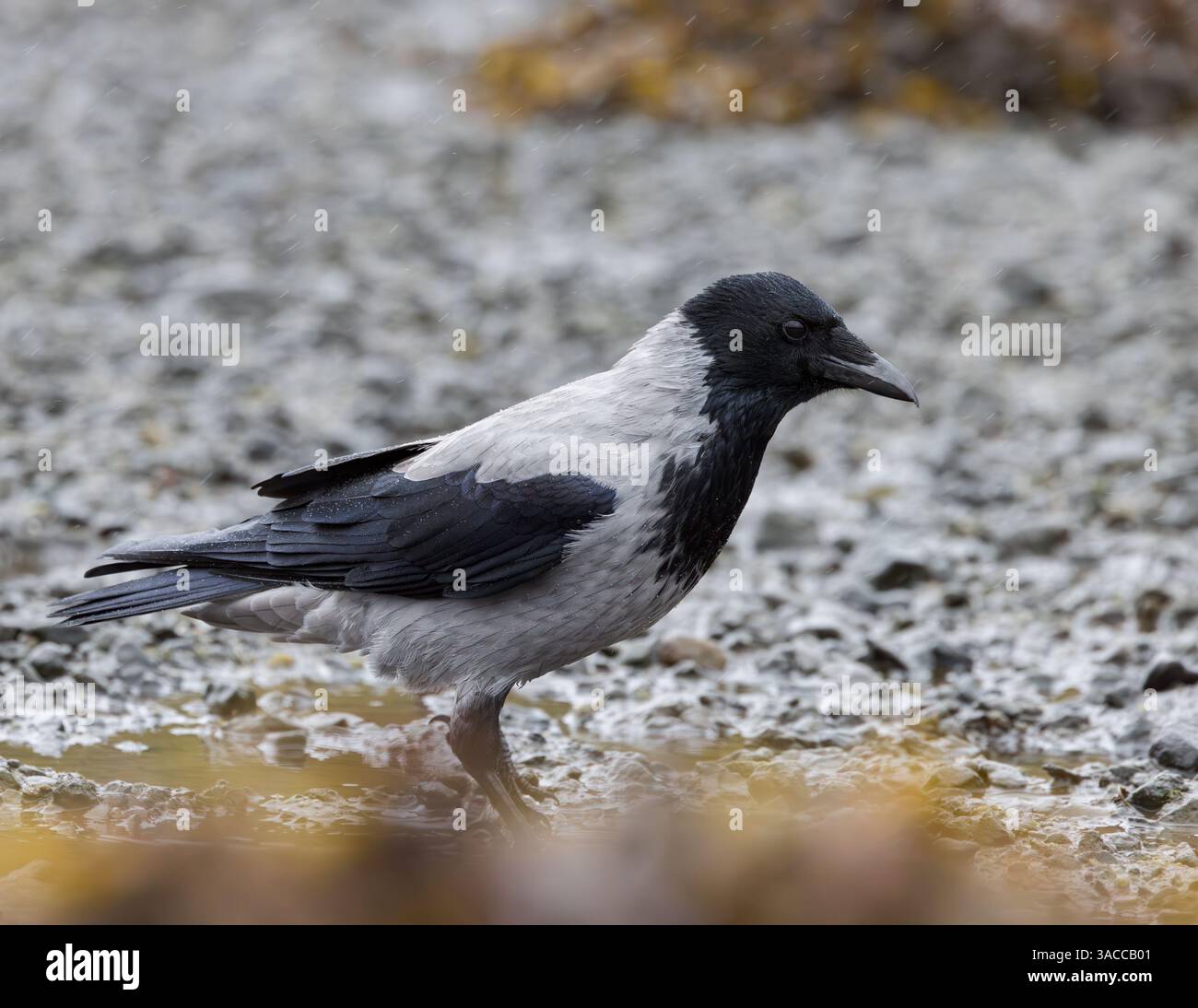 Corvo incappucciato [ Corvus cornix ] sulla riva del mare con la bassa marea sull'isola di Mull, Scozia Foto Stock