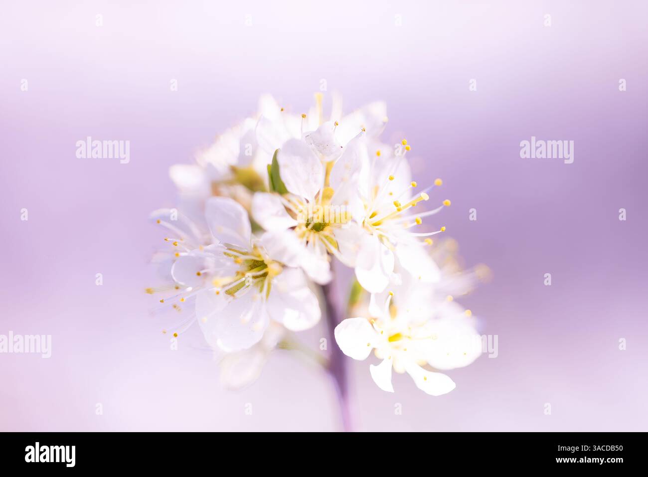 Primo piano di fiori vivaci in primavera con splendidi colori e sfondo sfocato Foto Stock Primo piano di fiori vivaci in primavera con splendidi colori e sfondo sfocato Foto Stock
