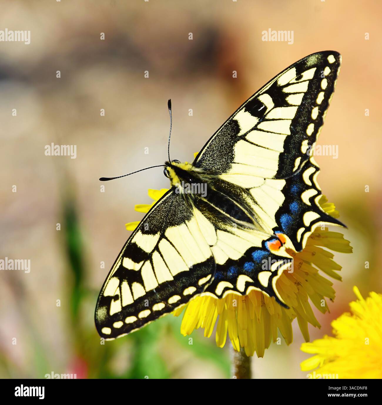 Coda di rondine del Vecchio mondo o coda di rondine gialla comune (Papilio machaon) che si nutre del dente di leone in primavera. Foto Stock