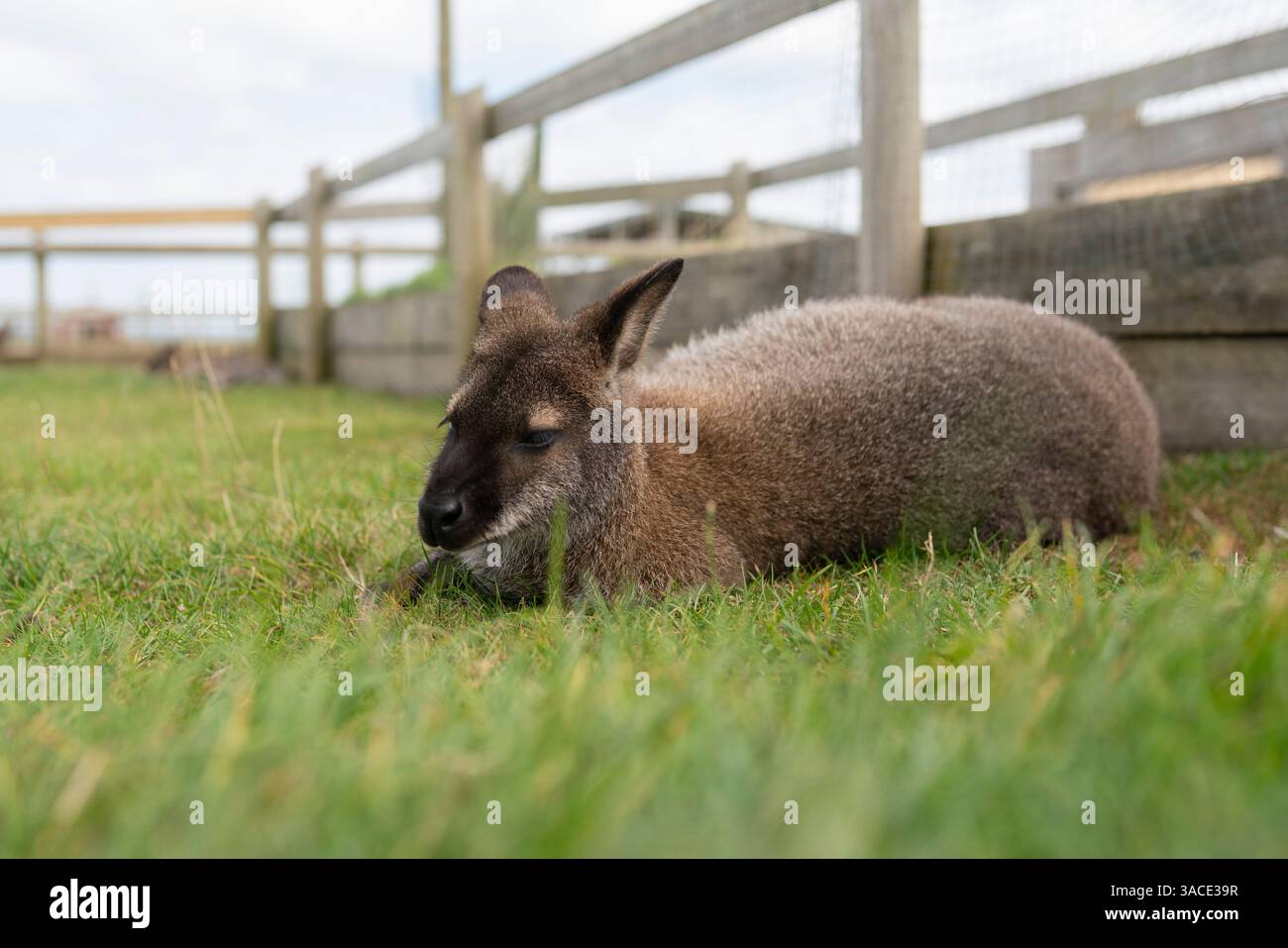 Un wallaby rilassante sull'erba al Tapnell Farm, Isola di Wight Foto Stock