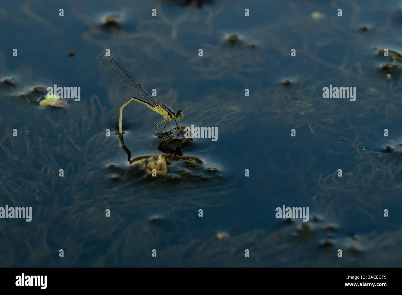 la libellula palude di insetti acquatici si riflette sulla superficie dello specchio d'acqua tra le foglie delle piante Foto Stock
