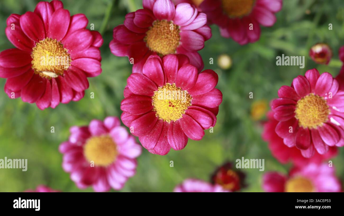 Le margherite Marguerite hanno petali rosa brillanti con centri gialli. Foto Stock