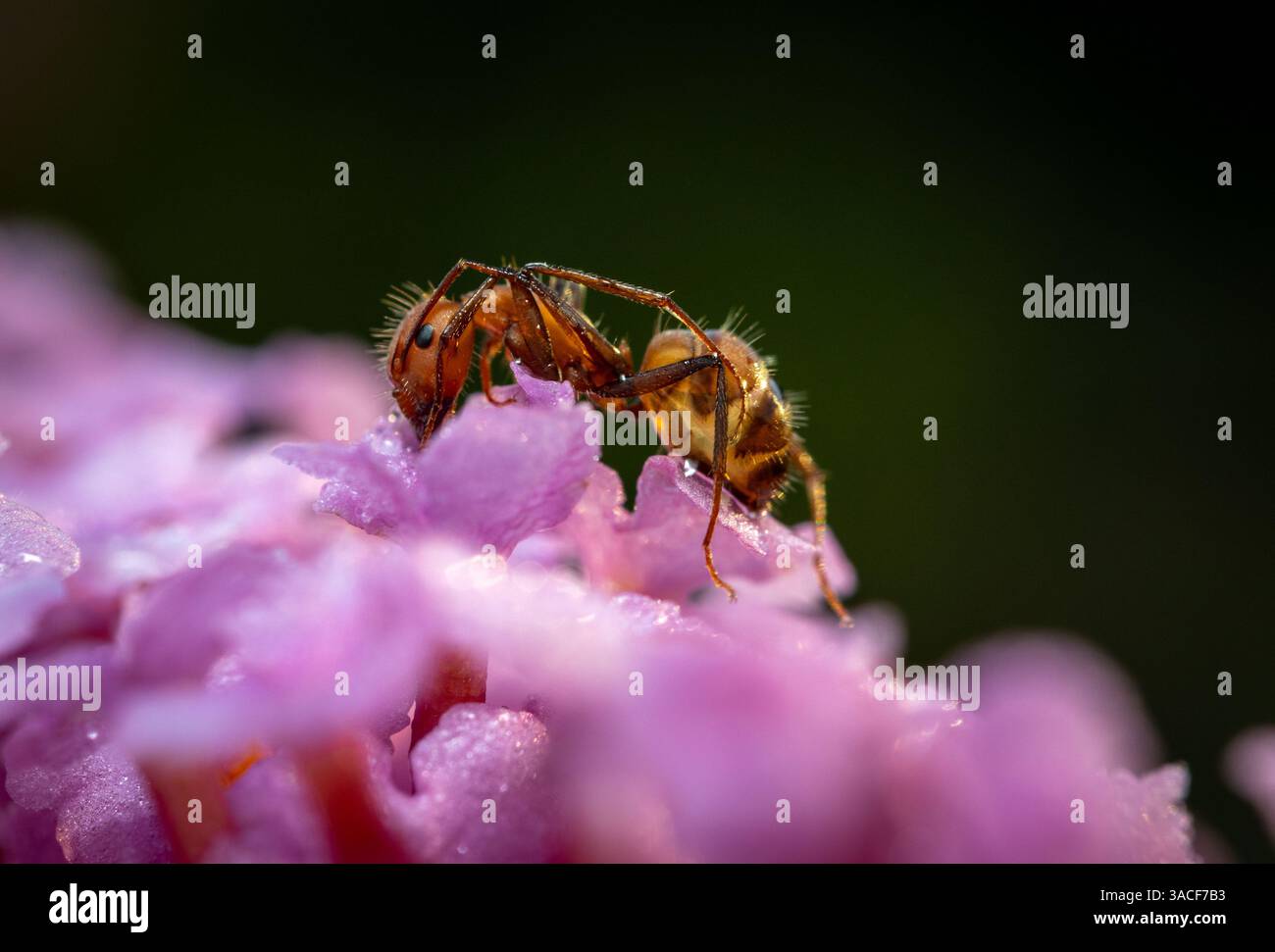 Una foto macro dettagliata di un insetto che interagisce con un fiore rosa fiorente, che mette in mostra le complessità della natura. Foto Stock