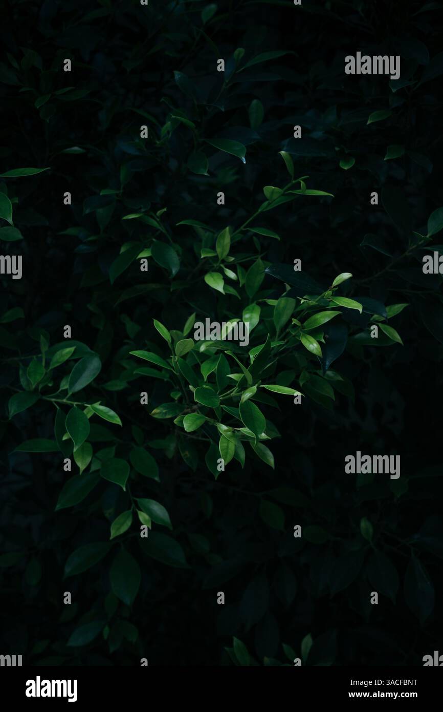 Foglie verdi fresche sullo sfondo verde scuro della foresta Foto Stock