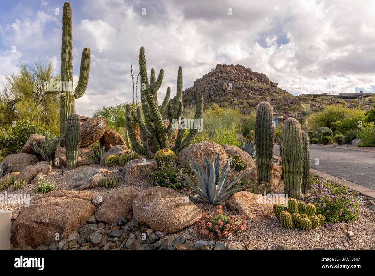 Giardino di cactus in un quartiere roccioso nel deserto Foto Stock