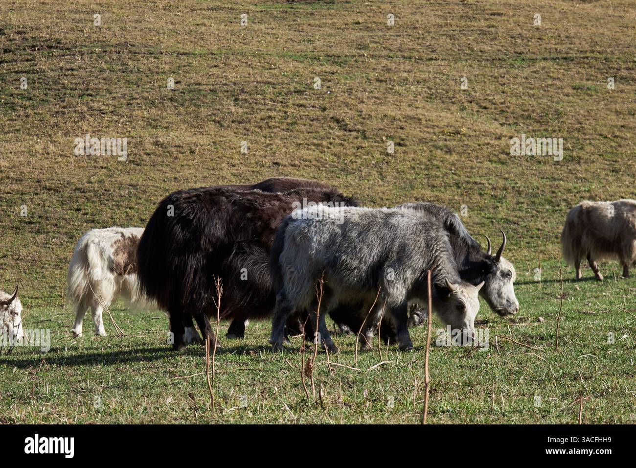 Una mandria di yak che pascolano in un prato, cammina lungo una strada di campagna. distanza libera senza pastore. Animali del Kirghizistan, giorno d'autunno. Foto Stock