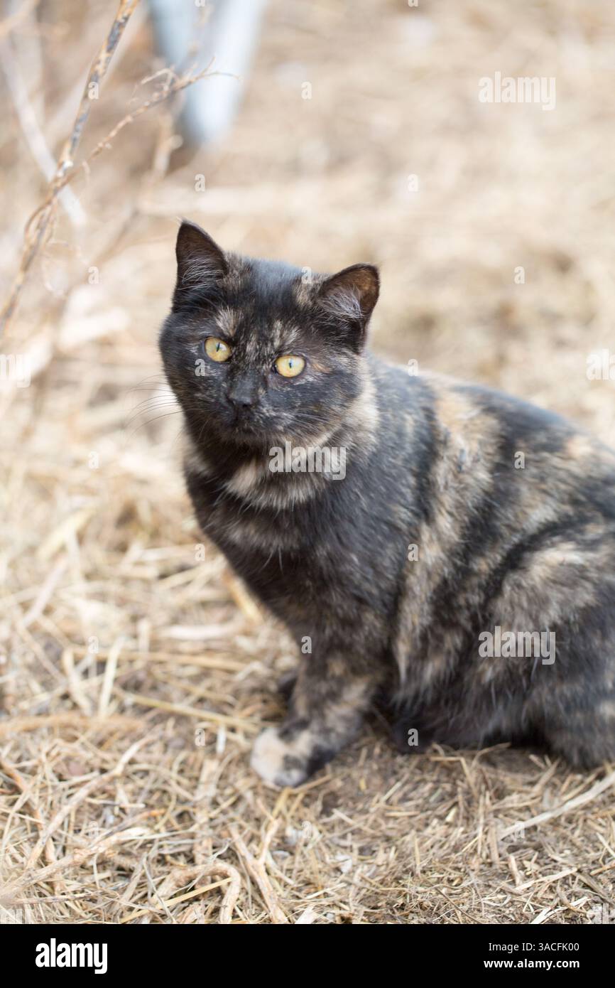 Gatto delle tartarughe seduto su un terreno di campagna coperto di paglia Foto Stock