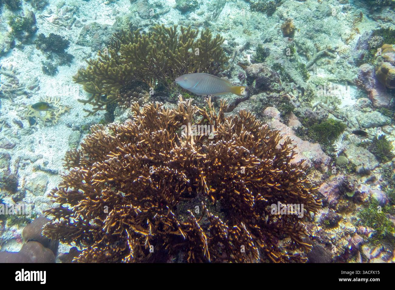 Pesce pappagallo dal naso lungo sulla barriera corallina a Wayag, Rajah Ampat, Indonesia Foto Stock