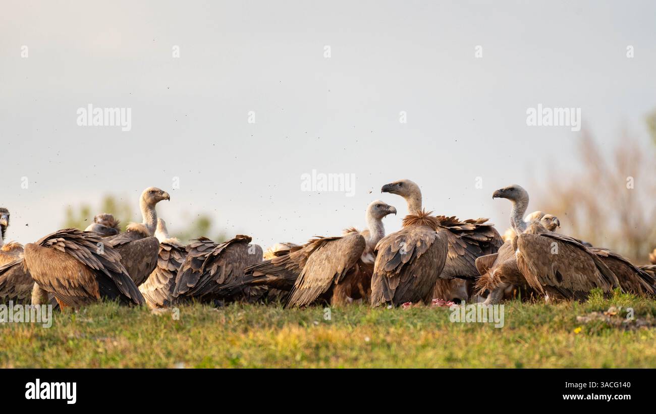 Maestoso stormo di cappi grifone (Gyps fulvus) primo piano. Uccelli scavatori nel loro habitat naturale. Foto Stock
