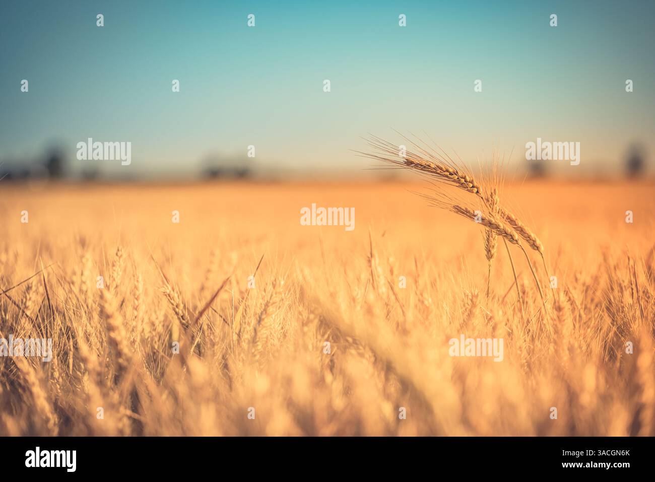 Campo di grano giallo e cielo al tramonto. Scenario naturale al tramonto con campi di grano, paesaggi agricoli di campagna. idilliaco sfondo naturale stagionale Foto Stock