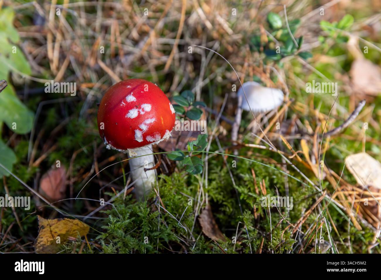 funghi velenosi rossi mosca agarico che cresce nella foresta in autunno, pericoloso per la vita e la salute mosca rossa agarica nella foresta selvatica in muschio e verde Foto Stock