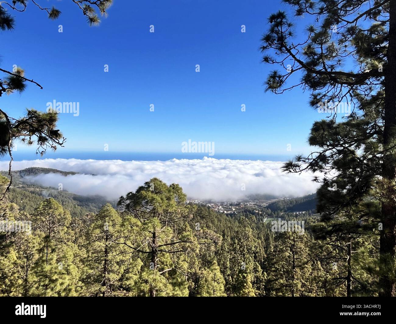Inversione di nuvole su una pineta nelle montagne di Tenerife, Isole Canarie, con un cielo azzurro limpido sopra e dense nuvole che coprono le valli - Immagine stock catturata con smartphone