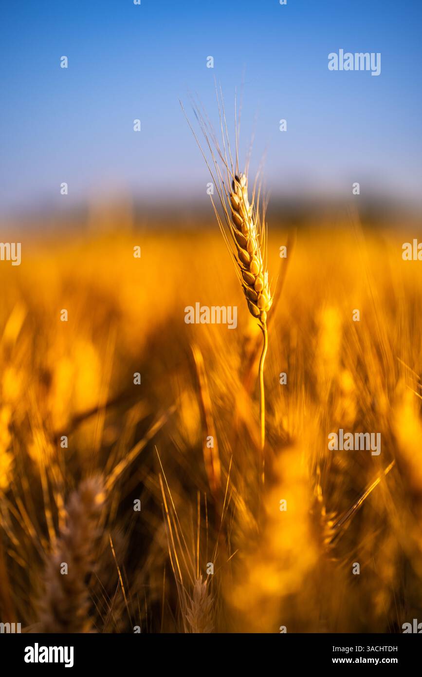 Campo di grano dorato in estate. Primo piano di frumento dorato maturo con tonalità effetto vintage, sfocatura e serenità. Stagione del raccolto agricoltura natura Foto Stock