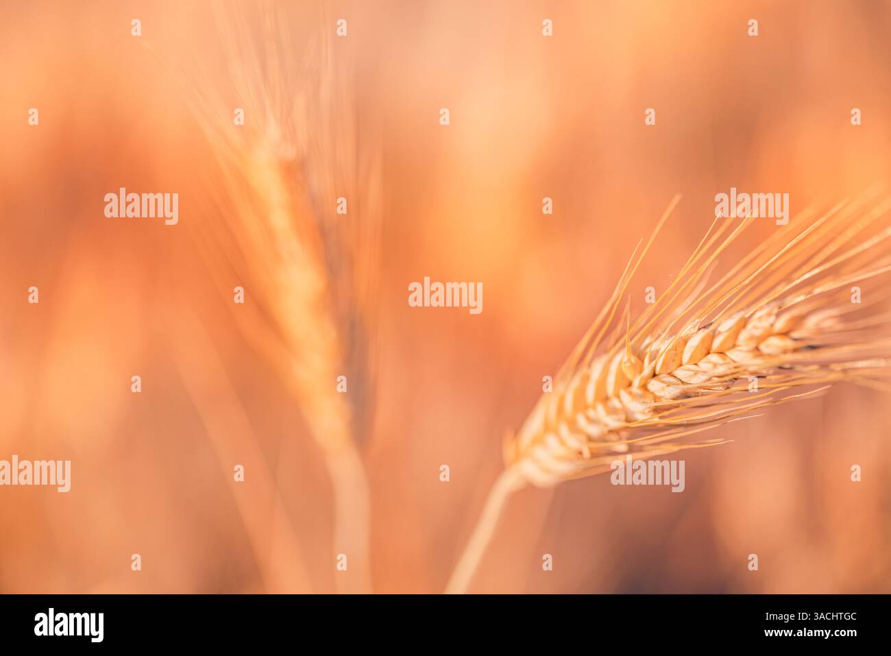 Vista macro della consistenza del grano. Sfondo del campo di campagna, macrofotografia con foglie di grano, sfondo artistico della natura. Un'agricoltura calda al tramonto Foto Stock