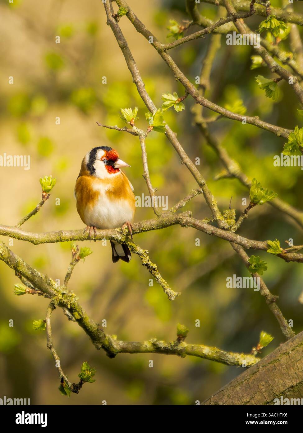 Goldfinch Portrait, primavera 2025 Foto Stock