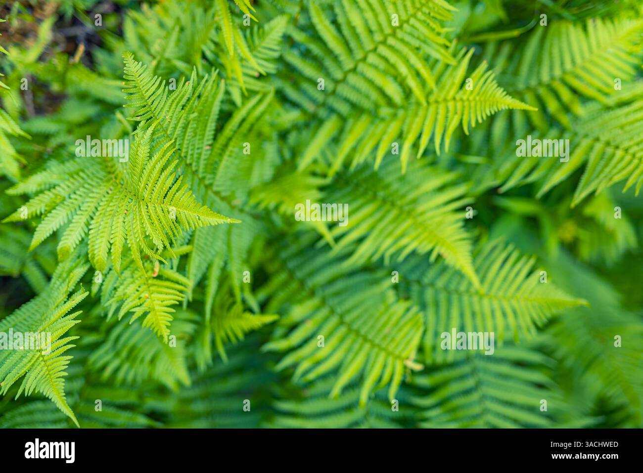 Carta da parati in felce verde naturale. Texture astratta di foglie di felce verdi, sfondo artistico della natura, carta da parati di foglie tropicali colori verdi freschi, zen tranquillo Foto Stock