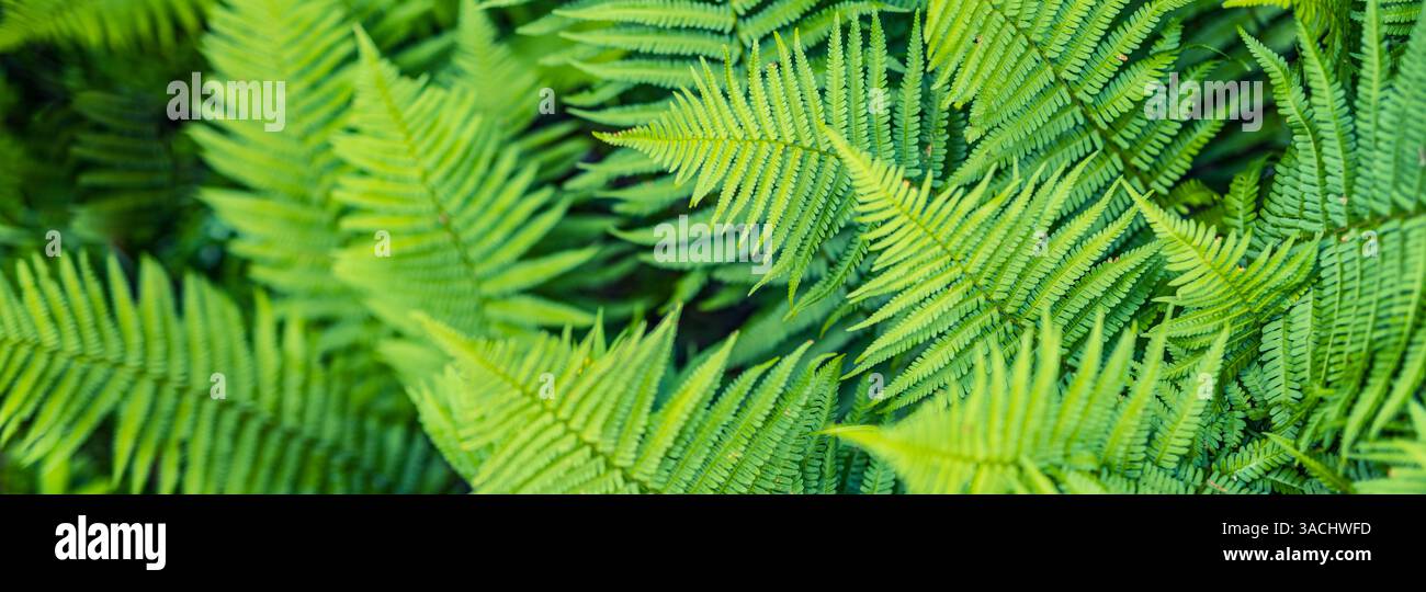 Carta da parati in felce verde naturale. Texture astratta di foglie di felce verdi, sfondo artistico della natura, carta da parati di foglie tropicali colori verdi freschi, zen tranquillo Foto Stock