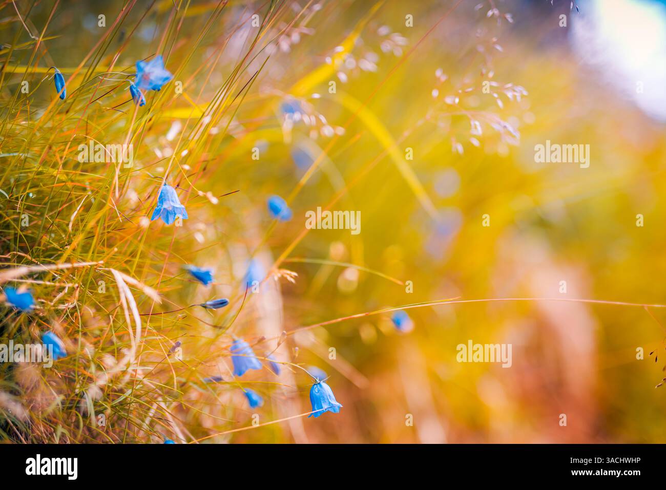 Paesaggio astratto di campi al tramonto con fiori blu e prati di erba calda e dorata ora del tramonto all'alba. Tranquilla natura primaverile estiva Foto Stock