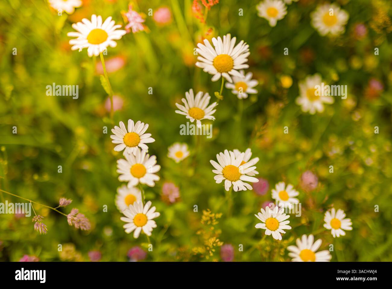 Idilliaca fioritura a margherita astratta e morbida messa a fuoco tramonto paesaggio di fiori bianchi prato di erba sfocata calda ora dorata tramonto alba tranquilla primavera Foto Stock