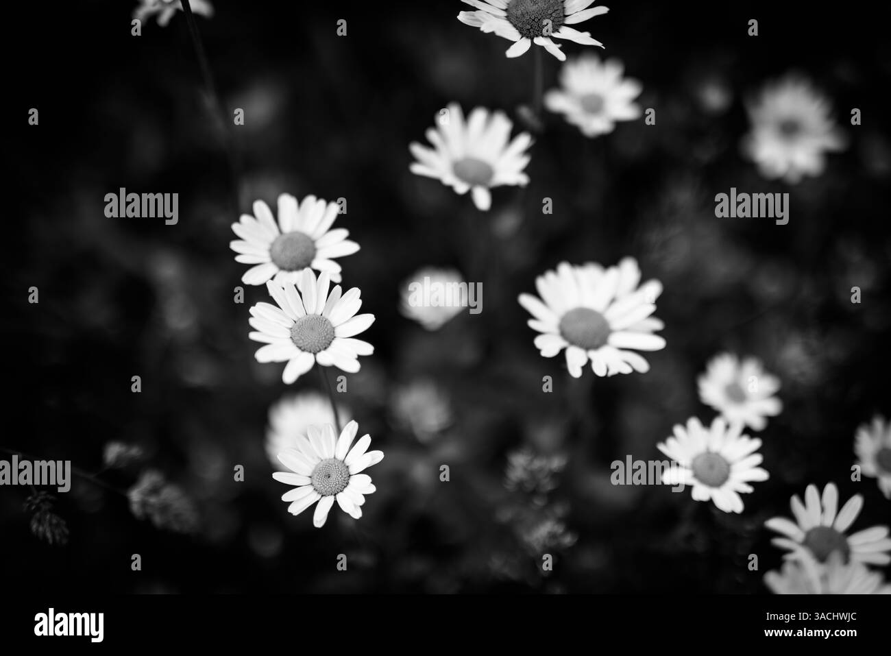 Primo piano di un fiore a margherita con sfondo sfocato isolato in bianco e nero, fogliame scuro e lussureggiante, prato bokeh Foto Stock