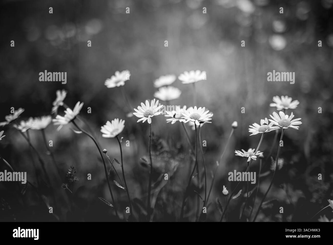 Primo piano di un fiore a margherita con sfondo sfocato isolato in bianco e nero, fogliame scuro e lussureggiante, prato bokeh Foto Stock