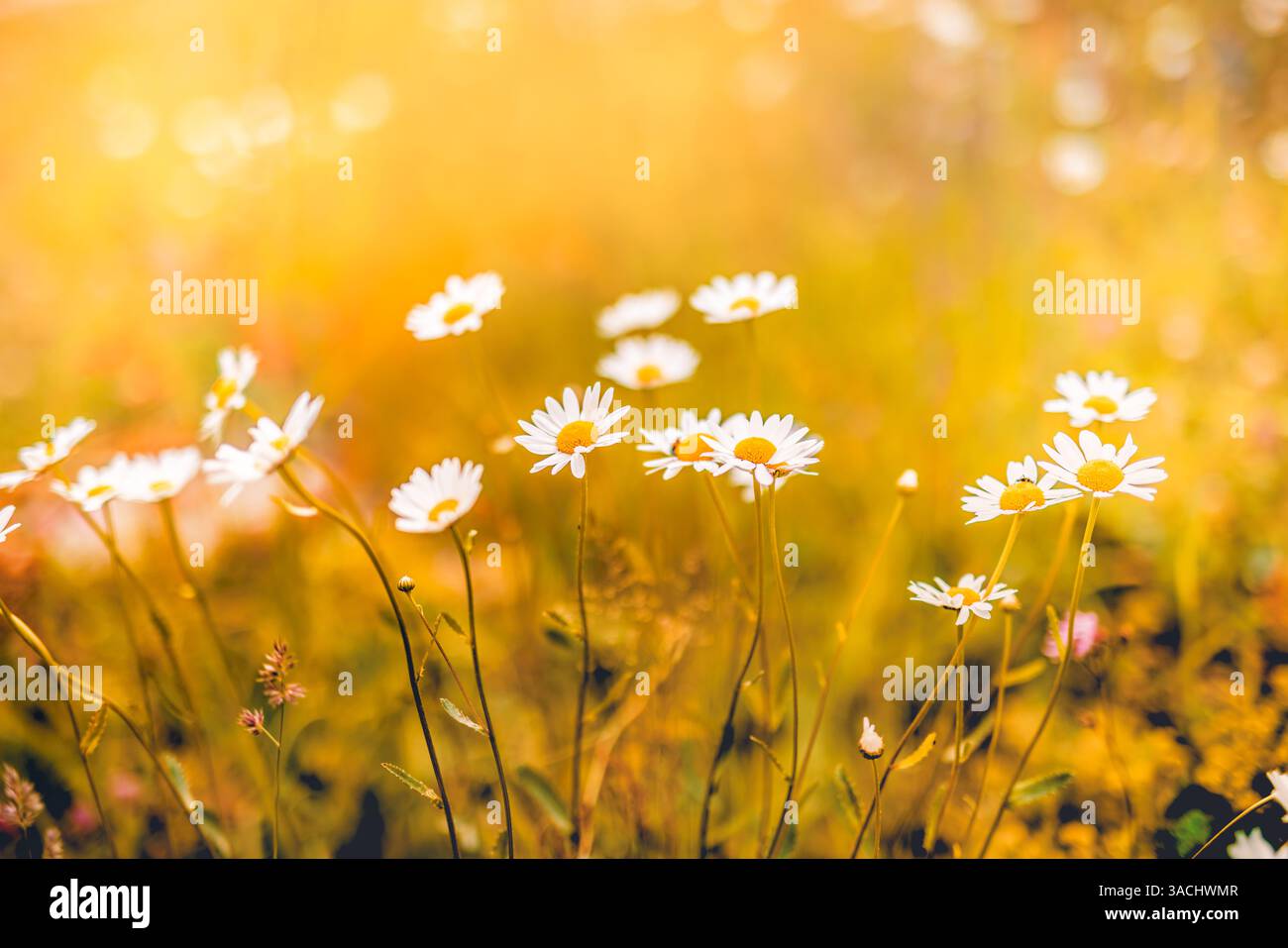 Idilliaca fioritura a margherita astratta e morbida messa a fuoco tramonto paesaggio di fiori bianchi prato di erba sfocata calda ora dorata tramonto alba tranquilla primavera Foto Stock