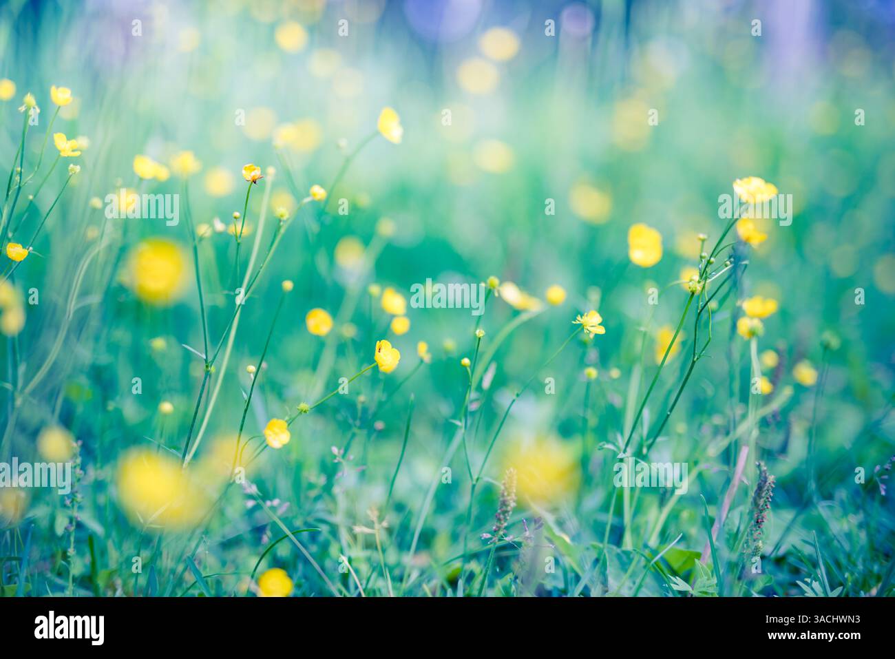 Astratto soft focus tramonto campo paesaggio di fiori gialli e prato prato caldo oro ora tramonto tempo di alba. Tranquilla primavera estate natura Foto Stock