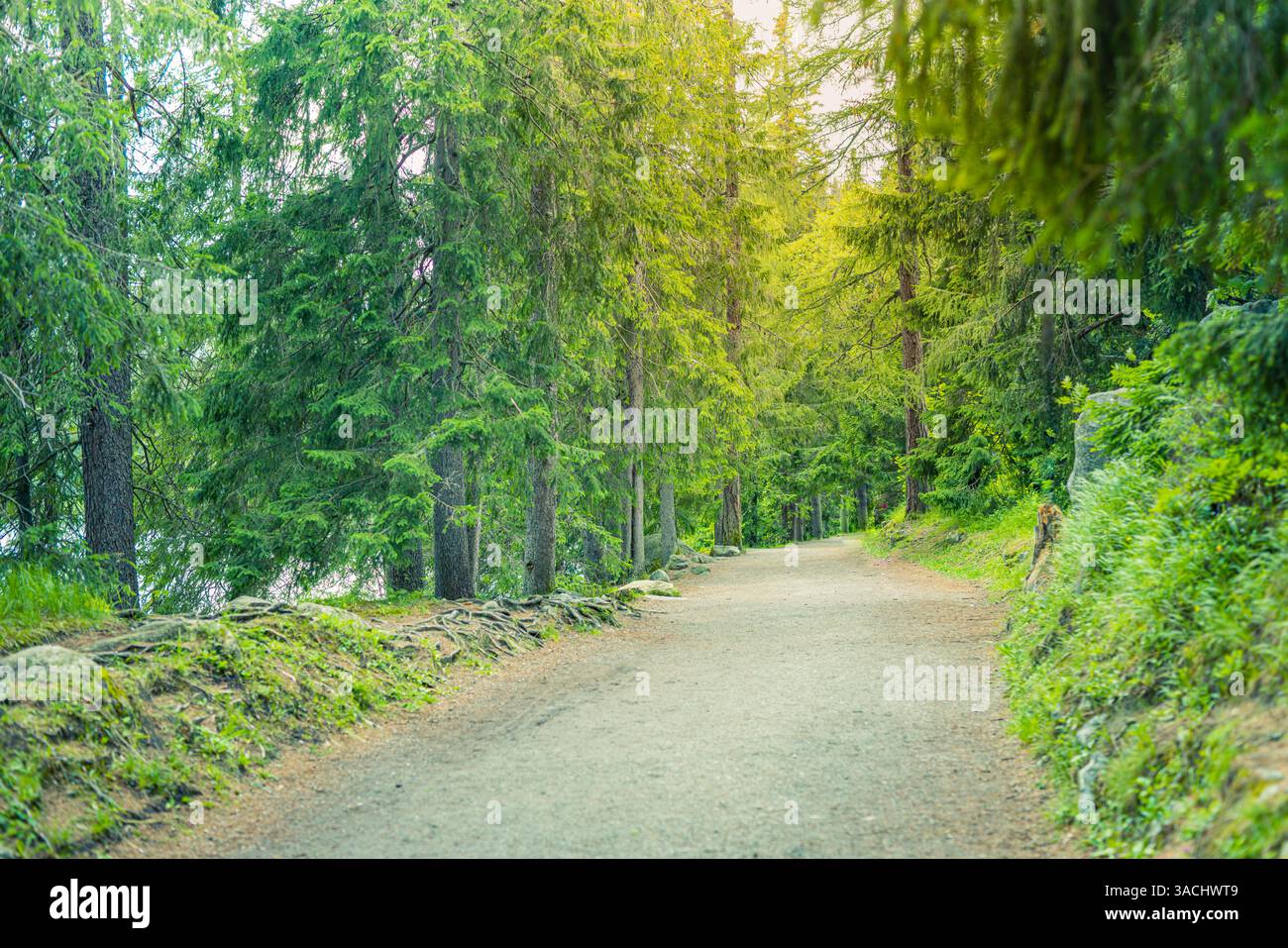 Sentiero escursionistico e tramonto in splendidi boschi. Sentiero nella foresta di pini, strada lussureggiante nella foresta, passeggiata nella natura, sentiero tranquillo nella giungla, strada sterrata nella campagna Foto Stock