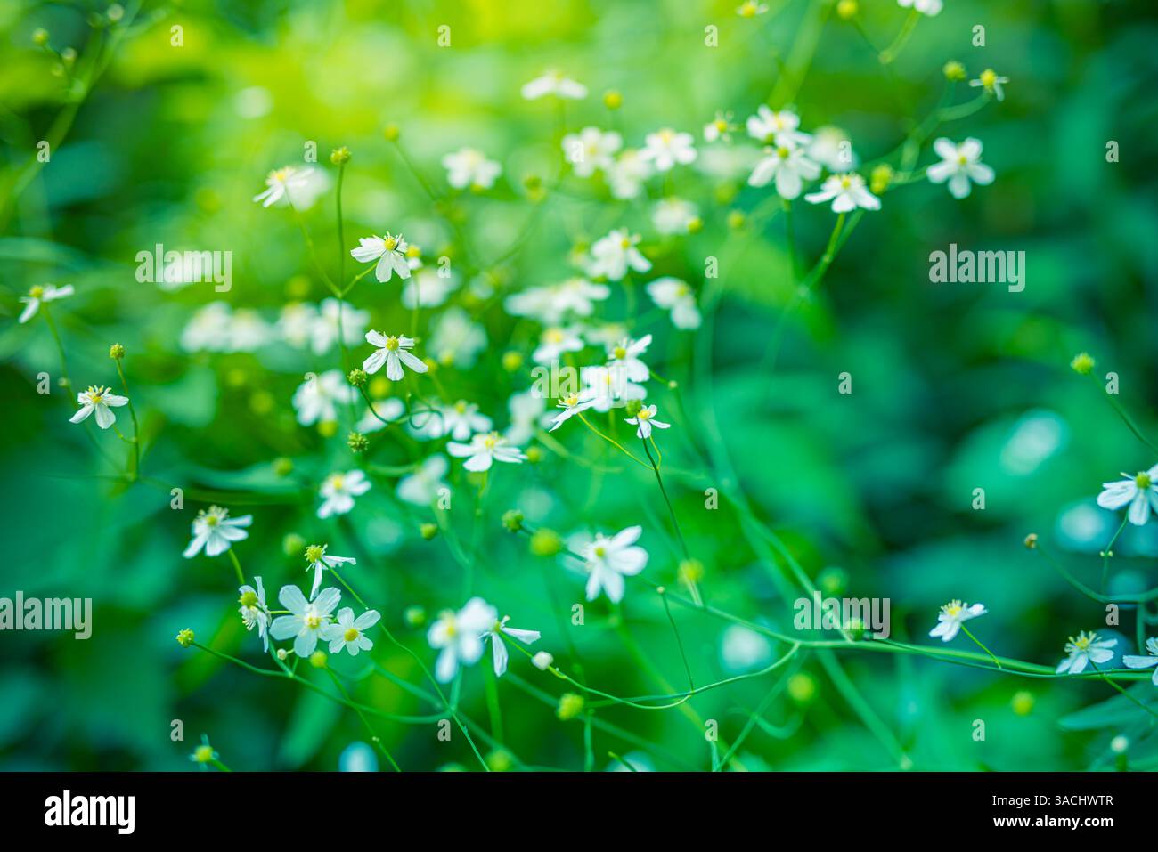 Paesaggio astratto di campi al tramonto con fiori bianchi e prati erbosi caldo dell'ora d'oro al tramonto all'alba. Tranquilla natura primaverile estiva Foto Stock