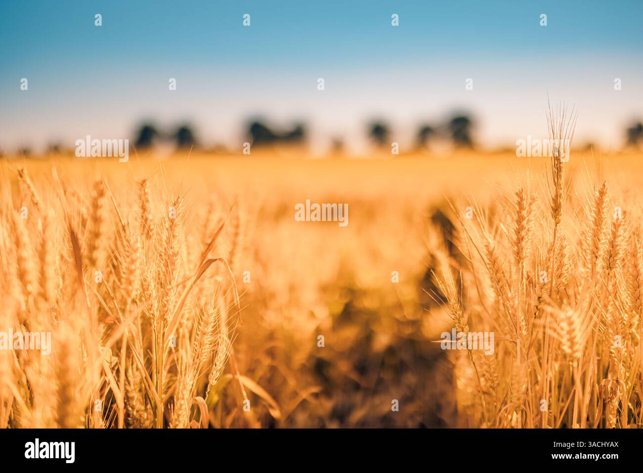 Primo piano del grano dorato al tramonto, che si illumina dolcemente in una luce calda, catturando la bellezza pacifica dei campi rurali e la serena luce di fine giornata della natura. Foto Stock
