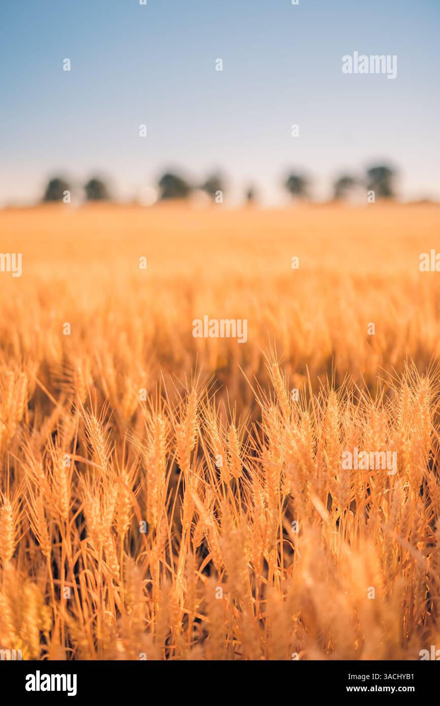 Primo piano del grano dorato al tramonto, che si illumina dolcemente in una luce calda, catturando la bellezza pacifica dei campi rurali e la serena luce di fine giornata della natura. Foto Stock