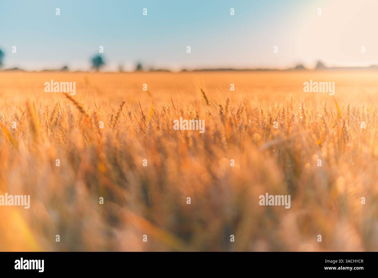 Primo piano del grano dorato al tramonto, che si illumina dolcemente in una luce calda, catturando la bellezza pacifica dei campi rurali e la serena luce di fine giornata della natura. Foto Stock