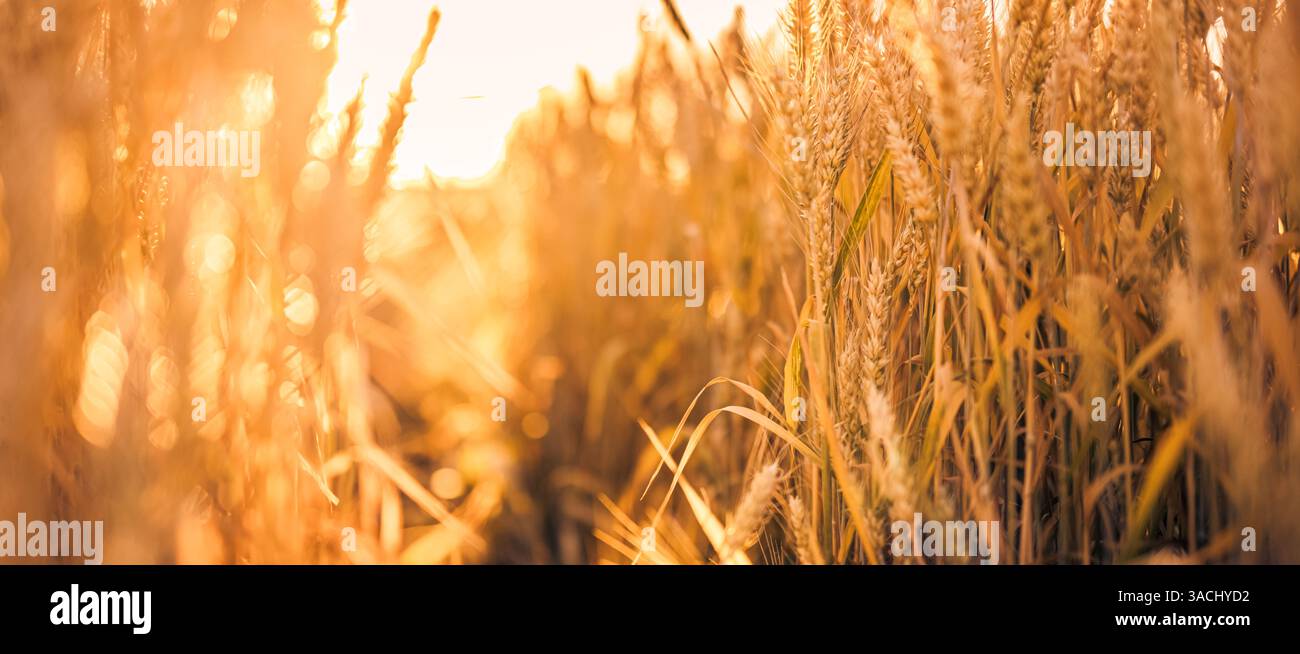 Primo piano del grano dorato al tramonto, che si illumina dolcemente in una luce calda, catturando la bellezza pacifica dei campi rurali e la serena luce di fine giornata della natura. Foto Stock