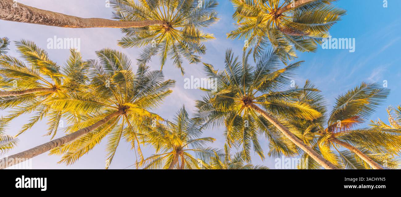 Palme sulla spiaggia estiva sullo sfondo di un panorama da bandiera blu del cielo, destinazione di viaggio. Sfondo di una spiaggia tropicale con palme e tramonti Foto Stock