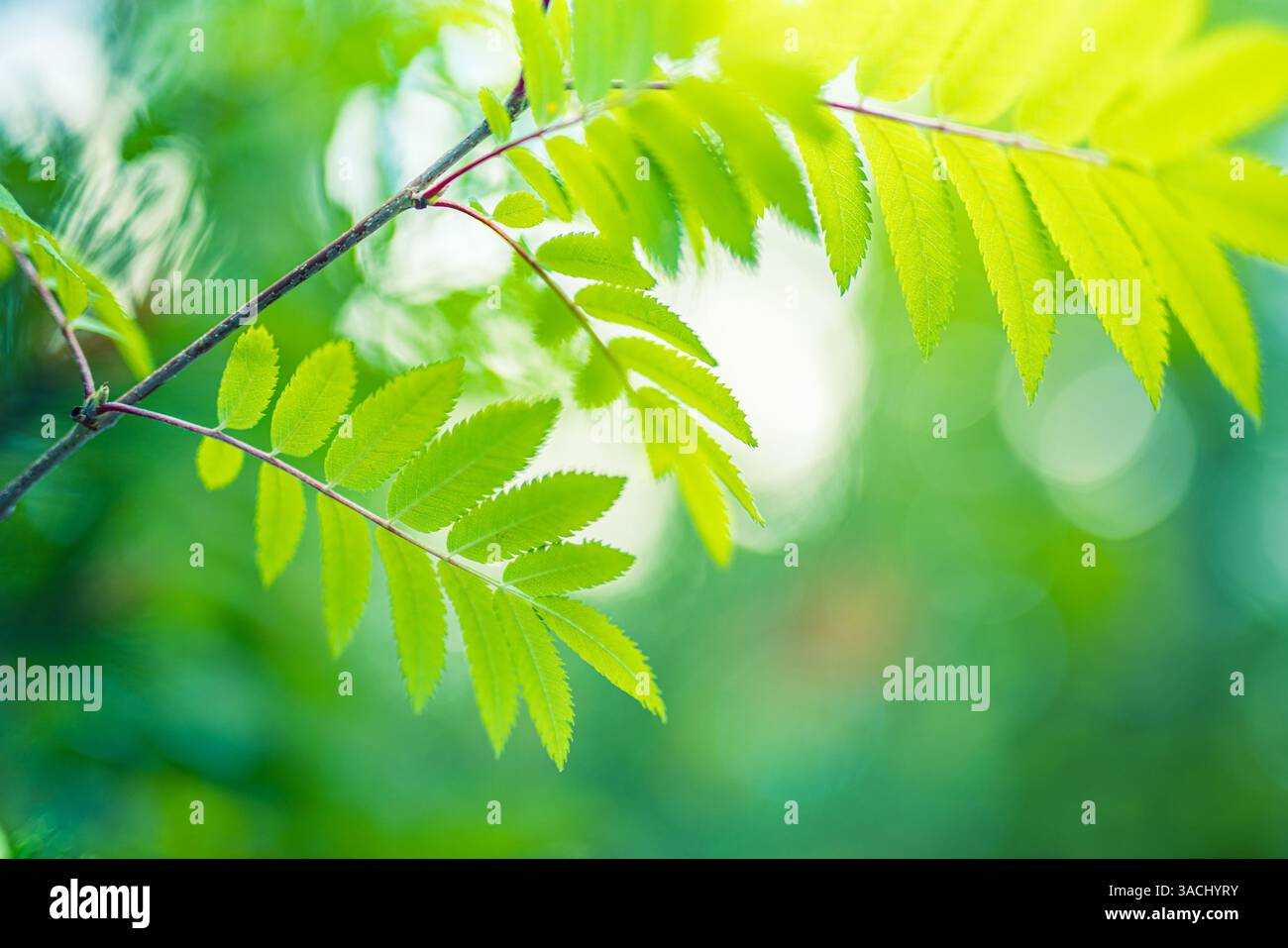 Foglie verdi vibranti che formano un lussureggiante sfondo naturale illuminato dalla luce del sole creando un'atmosfera fresca e serena, perfetta per un design ispirato alla natura Foto Stock