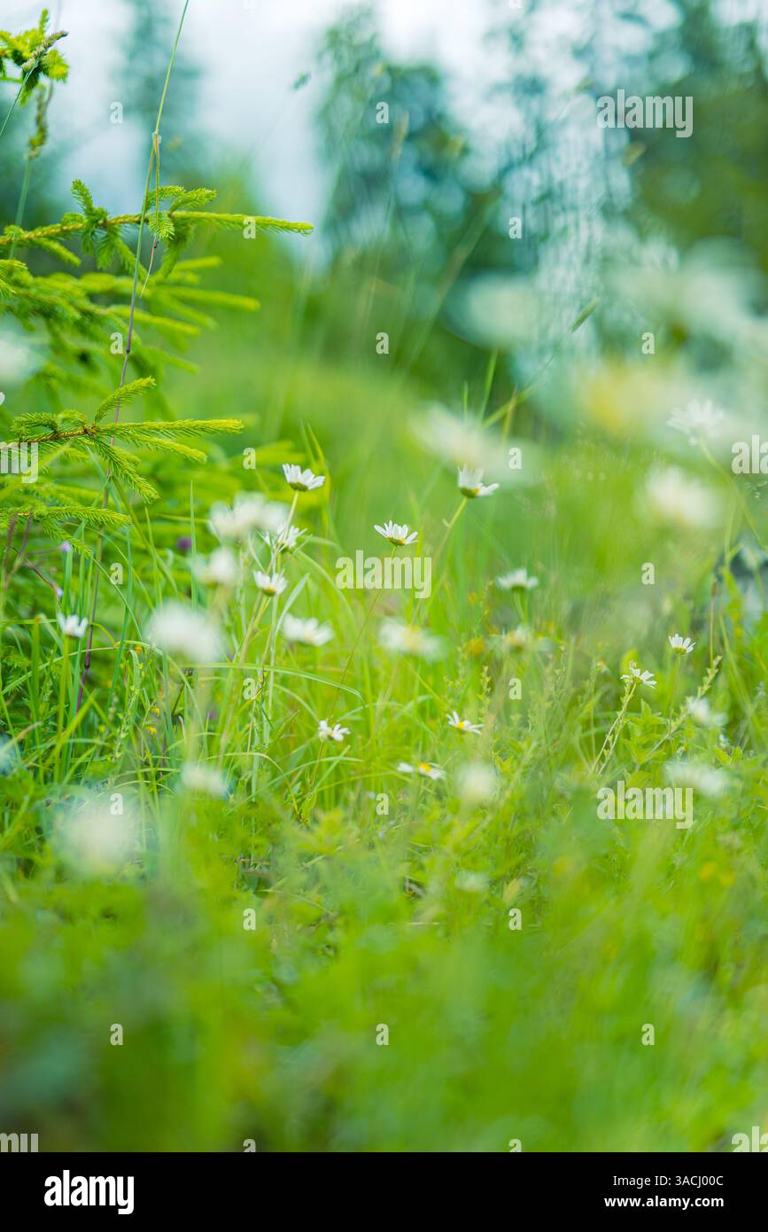 Prato soleggiato a margherita con vibranti fiori gialli che fioriscono sfocato bokeh vegetazione lussureggiante, vegetazione perfetta per gli amanti della natura, fuga all'aperto. Paesaggio floreale Foto Stock Prato soleggiato a margherita con vibranti fiori gialli che fioriscono sfocato bokeh vegetazione lussureggiante, vegetazione perfetta per gli amanti della natura, fuga all'aperto. Paesaggio floreale Foto Stock