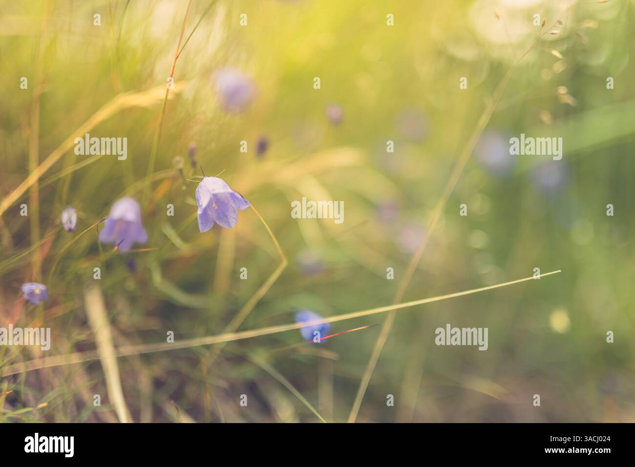 Prato soleggiato con vibranti fiori viola che fioriscono sotto il fogliame boschivo, verde lussureggiante circondato, perfetto per gli amanti dell'arte e della natura, fuga all'aperto Foto Stock