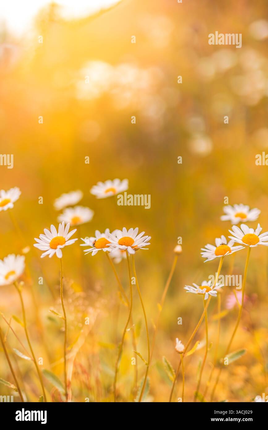 Campo di fiori a margherita autunnali con calda luce del tramonto, bokeh sfocato e vegetazione lussureggiante, tranquillo scenario naturale, paesaggio stagionale per decorazioni artistiche a parete Foto Stock