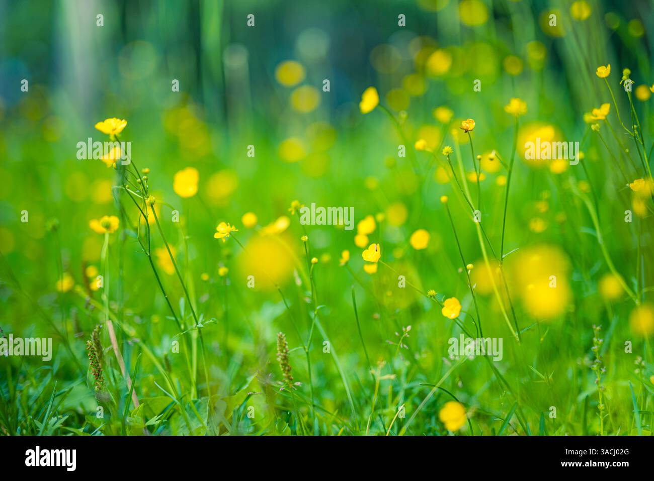 Ispira vivaci fiori gialli che fioriscono in un prato lussureggiante sotto il sole luminoso, creando un paesaggio tranquillo e sereno perfetto per la fotografia naturalistica Foto Stock