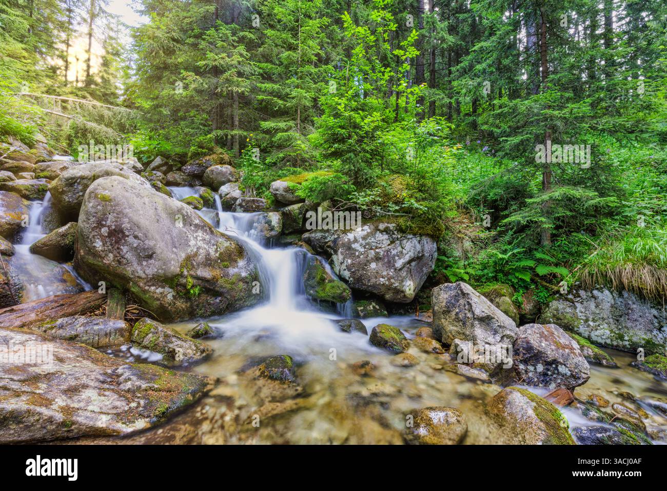 Splendido ruscello di montagna che si snoda tra pini sotto il cielo soleggiato. Perfetto per vacanze nella natura, avventure escursionistiche e paesaggi sereni. All'aperto Foto Stock