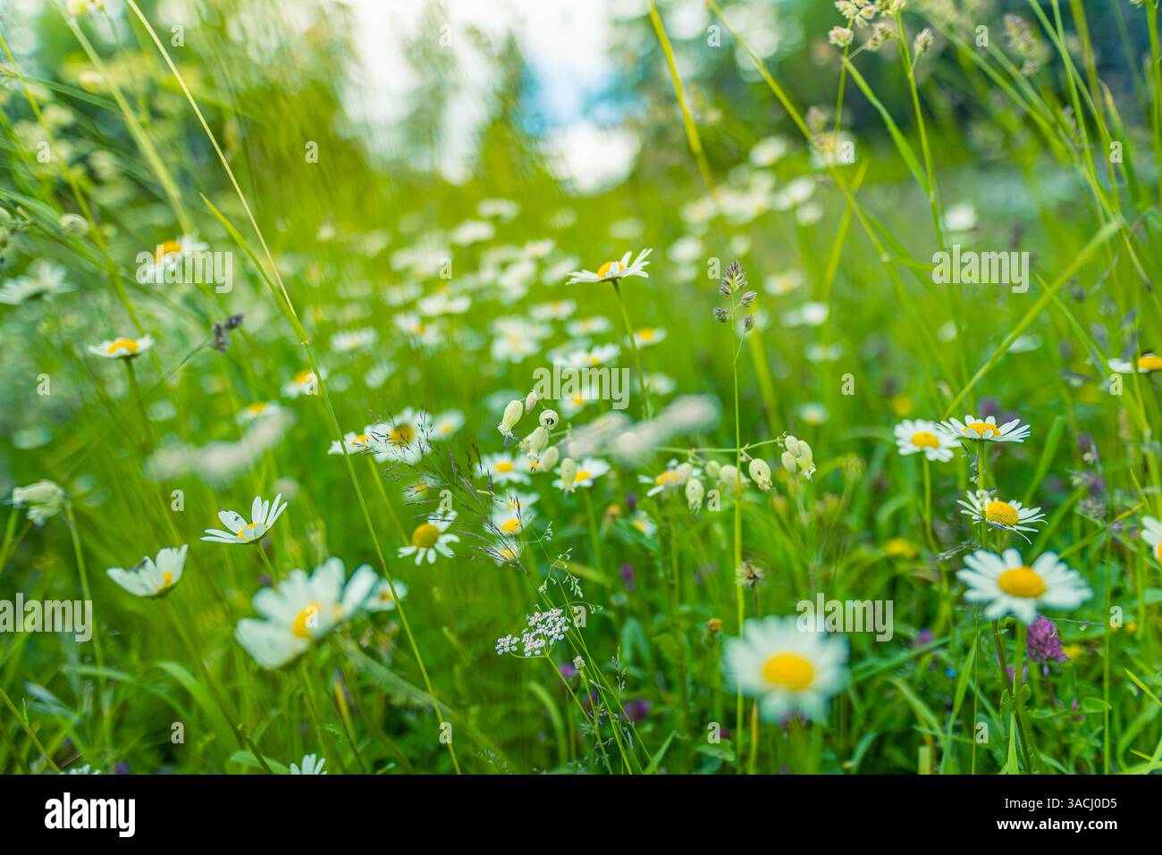 Prato soleggiato a margherita con vibranti fiori gialli che fioriscono sfocato bokeh vegetazione lussureggiante, vegetazione perfetta per gli amanti della natura, fuga all'aperto. Paesaggio floreale Foto Stock Prato soleggiato a margherita con vibranti fiori gialli che fioriscono sfocato bokeh vegetazione lussureggiante, vegetazione perfetta per gli amanti della natura, fuga all'aperto. Paesaggio floreale Foto Stock