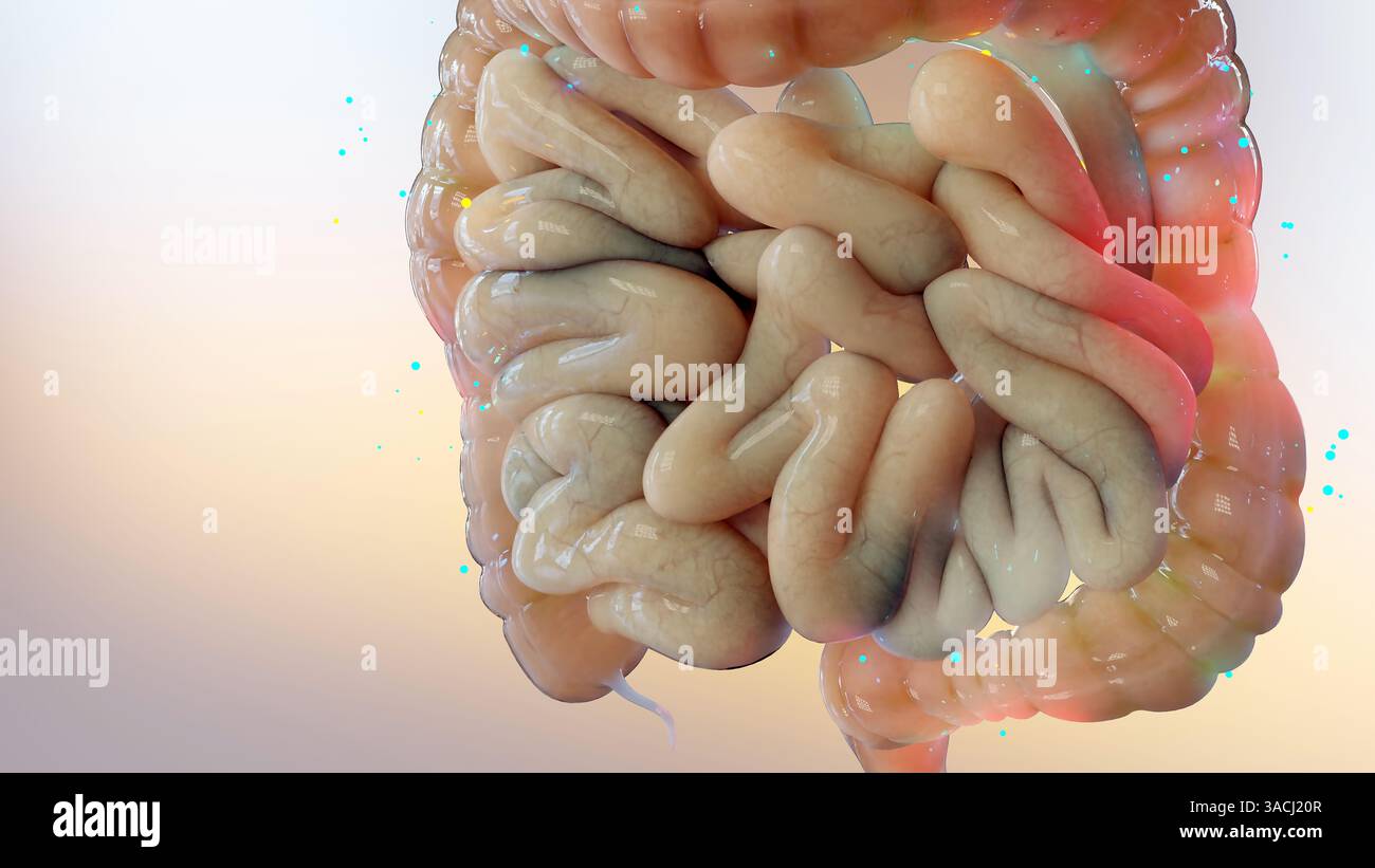 Trattamento della sindrome dell'intestino irritabile (IBS), farmaci per disturbi intestinali funzionali o gastrointestinali, asse intestinale-cerebrale, lassativi per IBS, addominale Foto Stock