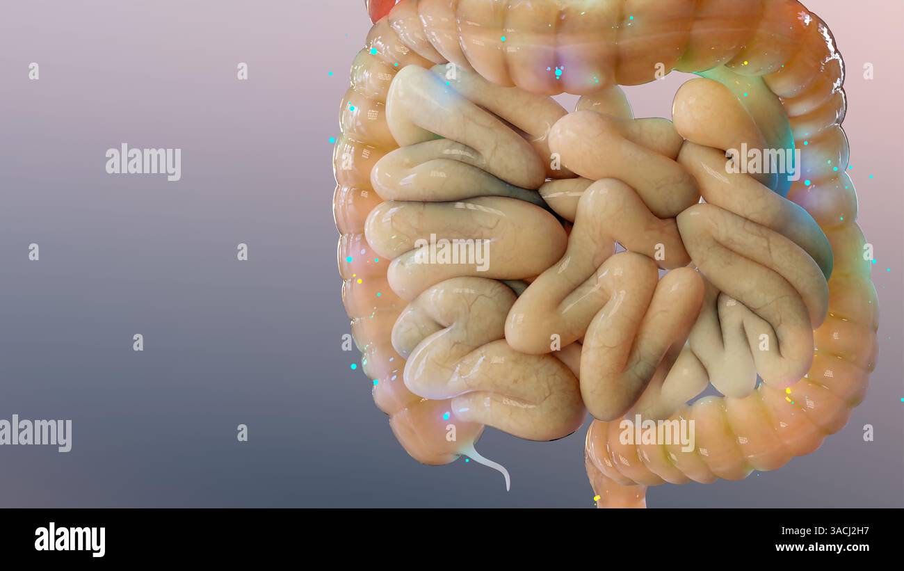 Trattamento della sindrome dell'intestino irritabile (IBS), farmaci per disturbi intestinali funzionali o gastrointestinali, asse intestinale-cerebrale, lassativi per IBS, addominale Foto Stock